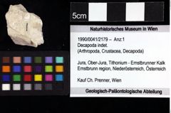 Foto (Objket + Etiketten) von Decapoda indet. 